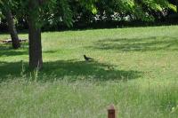 Garrulus glandarius