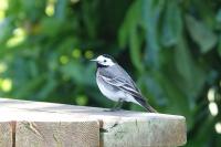 Motacilla alba
