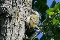 Picus viridis