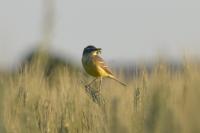 Motacilla flava