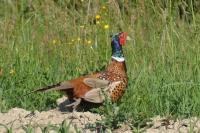Phasianus colchicus