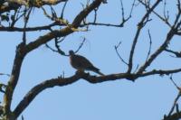 Streptopelia turtur