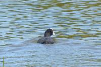 Fulica atra
