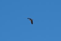 Ardea cinerea
