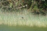Fulica atra