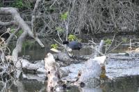 Fulica atra