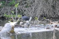 Fulica atra