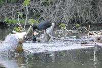 Fulica atra