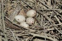 Gallinula chloropus