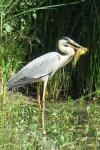 Ardea cinerea