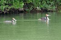 Podiceps cristatus