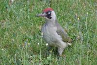 Picus viridis