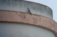 Falco peregrinus