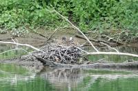 Gallinula chloropus
