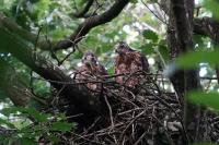 Accipiter gentilis