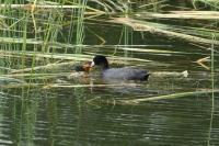 Fulica atra