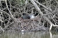 Fulica atra