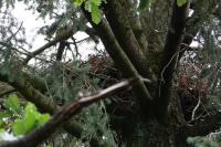 Accipiter gentilis