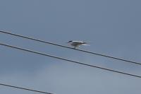 Sterna hirundo