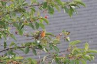 Erithacus rubecula