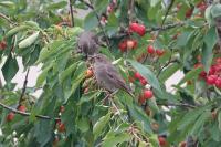 Sturnus vulgaris