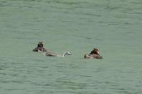 Podiceps cristatus