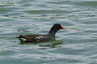 Gallinula chloropus