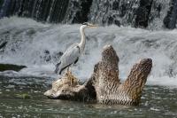 Ardea cinerea