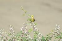Emberiza citrinella