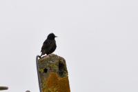 Sturnus vulgaris