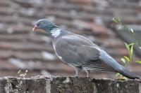 Columba palumbus