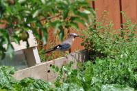 Garrulus glandarius