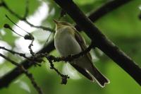 Phylloscopus sibilatrix