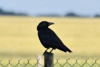 Corvus corone