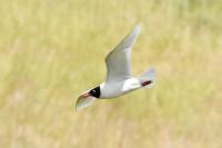Ichthyaetus melanocephalus