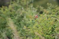 Linaria cannabina