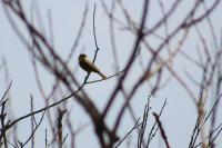 Emberiza citrinella