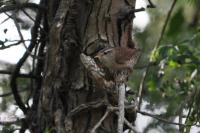 Troglodytes troglodytes