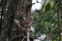 Troglodytes troglodytes