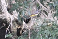 Motacilla cinerea