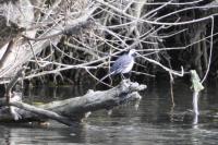 Motacilla alba