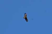 Buteo buteo