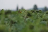 Motacilla flava