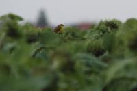 Motacilla flava