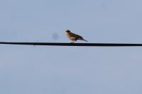 Anthus trivialis