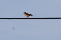 Anthus trivialis