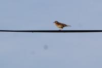 Anthus trivialis