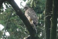 Accipiter gentilis