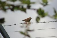 Passer domesticus