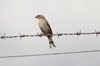 Passer domesticus